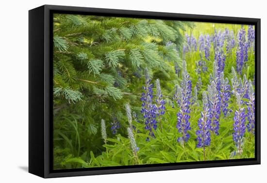 USA, Colorado, Gunnison National Forest. Close-Up of Lupine and Pine Tree Limbs-Jaynes Gallery-Framed Premier Image Canvas