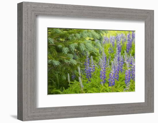 USA, Colorado, Gunnison National Forest. Close-Up of Lupine and Pine Tree Limbs-Jaynes Gallery-Framed Photographic Print