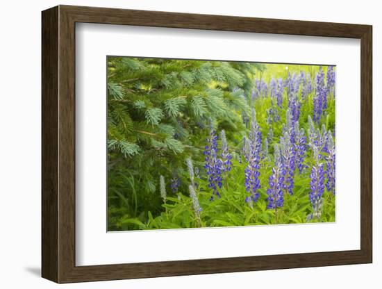 USA, Colorado, Gunnison National Forest. Close-Up of Lupine and Pine Tree Limbs-Jaynes Gallery-Framed Photographic Print