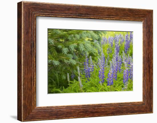 USA, Colorado, Gunnison National Forest. Close-Up of Lupine and Pine Tree Limbs-Jaynes Gallery-Framed Photographic Print