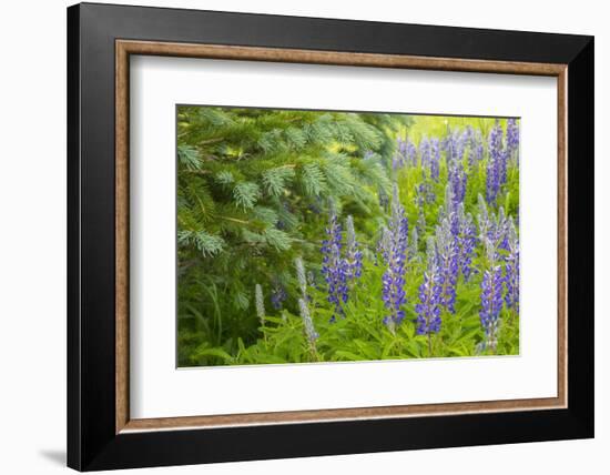 USA, Colorado, Gunnison National Forest. Close-Up of Lupine and Pine Tree Limbs-Jaynes Gallery-Framed Photographic Print