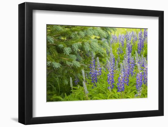 USA, Colorado, Gunnison National Forest. Close-Up of Lupine and Pine Tree Limbs-Jaynes Gallery-Framed Photographic Print