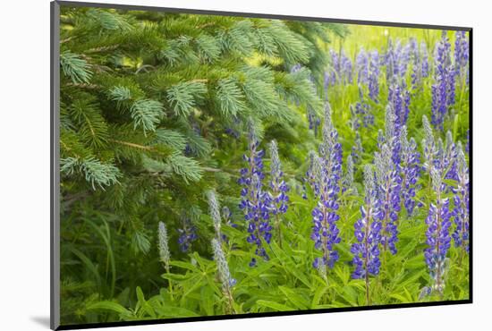 USA, Colorado, Gunnison National Forest. Close-Up of Lupine and Pine Tree Limbs-Jaynes Gallery-Mounted Photographic Print