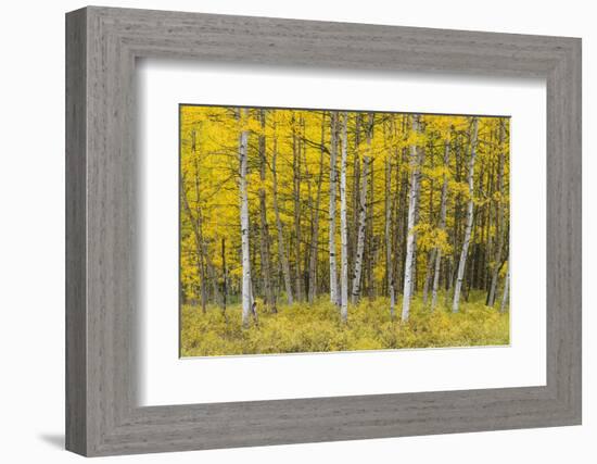 USA, Colorado, Gunnison National Forest, Fall Colored Aspen Grove in the West Elk Mountains-John Barger-Framed Photographic Print