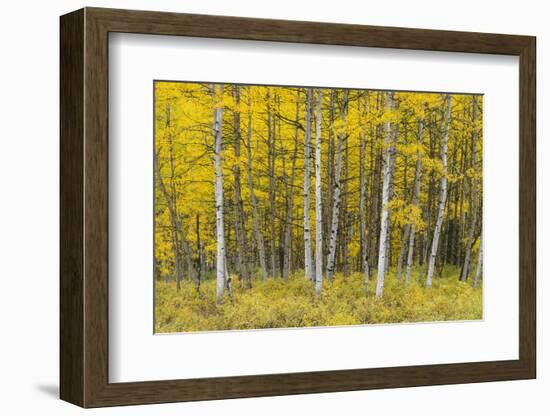 USA, Colorado, Gunnison National Forest, Fall Colored Aspen Grove in the West Elk Mountains-John Barger-Framed Photographic Print