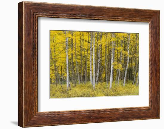 USA, Colorado, Gunnison National Forest, Fall Colored Aspen Grove in the West Elk Mountains-John Barger-Framed Photographic Print