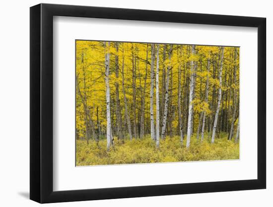 USA, Colorado, Gunnison National Forest, Fall Colored Aspen Grove in the West Elk Mountains-John Barger-Framed Photographic Print