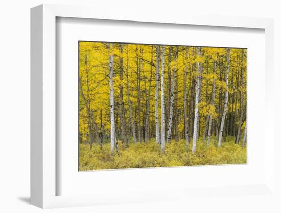 USA, Colorado, Gunnison National Forest, Fall Colored Aspen Grove in the West Elk Mountains-John Barger-Framed Photographic Print