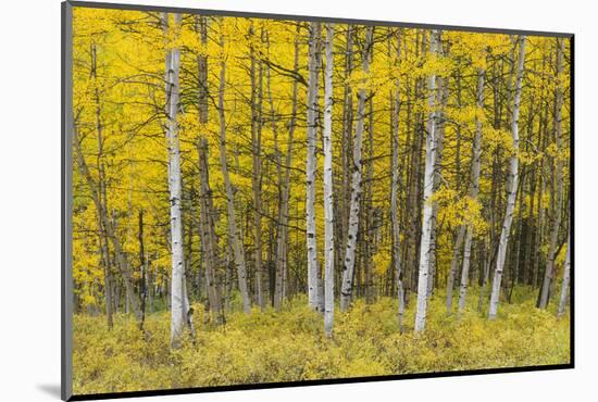 USA, Colorado, Gunnison National Forest, Fall Colored Aspen Grove in the West Elk Mountains-John Barger-Mounted Photographic Print