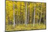 USA, Colorado, Gunnison National Forest, Fall Colored Aspen Grove in the West Elk Mountains-John Barger-Mounted Photographic Print