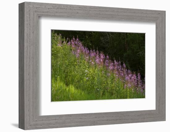 USA, Colorado, Gunnison National Forest. Fireweed flowers.-Jaynes Gallery-Framed Photographic Print