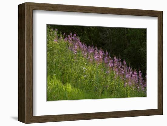 USA, Colorado, Gunnison National Forest. Fireweed flowers.-Jaynes Gallery-Framed Photographic Print