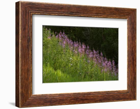 USA, Colorado, Gunnison National Forest. Fireweed flowers.-Jaynes Gallery-Framed Photographic Print