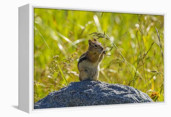 USA, Colorado, Gunnison National Forest. Golden-Mantled Ground Squirrel Eating Grass Seeds-Jaynes Gallery-Framed Premier Image Canvas