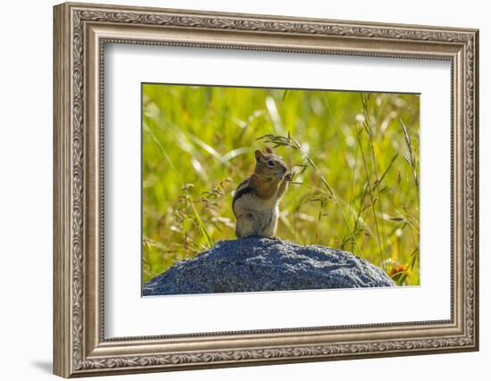 USA, Colorado, Gunnison National Forest. Golden-Mantled Ground Squirrel Eating Grass Seeds-Jaynes Gallery-Framed Photographic Print