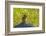 USA, Colorado, Gunnison National Forest. Golden-Mantled Ground Squirrel Eating Grass Seeds-Jaynes Gallery-Framed Photographic Print