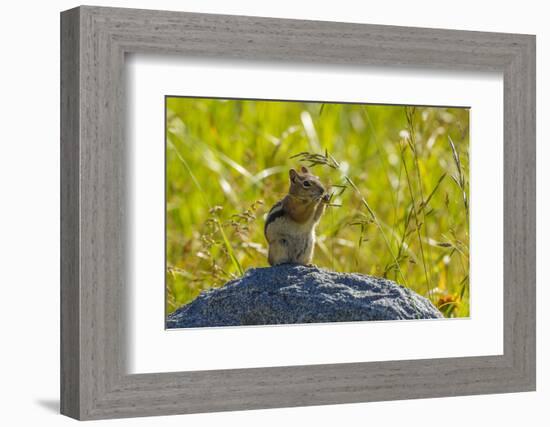 USA, Colorado, Gunnison National Forest. Golden-Mantled Ground Squirrel Eating Grass Seeds-Jaynes Gallery-Framed Photographic Print