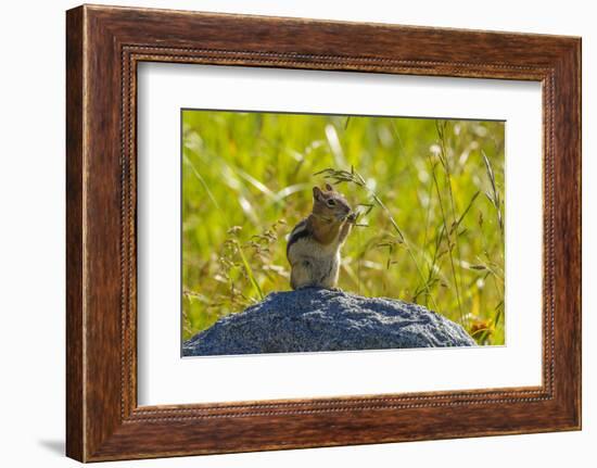 USA, Colorado, Gunnison National Forest. Golden-Mantled Ground Squirrel Eating Grass Seeds-Jaynes Gallery-Framed Photographic Print
