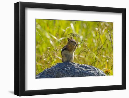 USA, Colorado, Gunnison National Forest. Golden-Mantled Ground Squirrel Eating Grass Seeds-Jaynes Gallery-Framed Photographic Print
