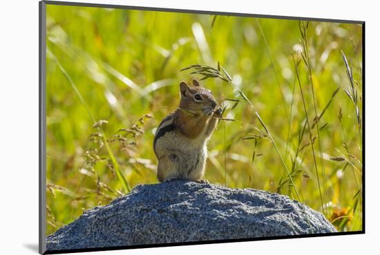 USA, Colorado, Gunnison National Forest. Golden-Mantled Ground Squirrel Eating Grass Seeds-Jaynes Gallery-Mounted Photographic Print