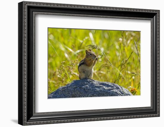 USA, Colorado, Gunnison National Forest. Golden-Mantled Ground Squirrel Eating Grass Seeds-Jaynes Gallery-Framed Photographic Print