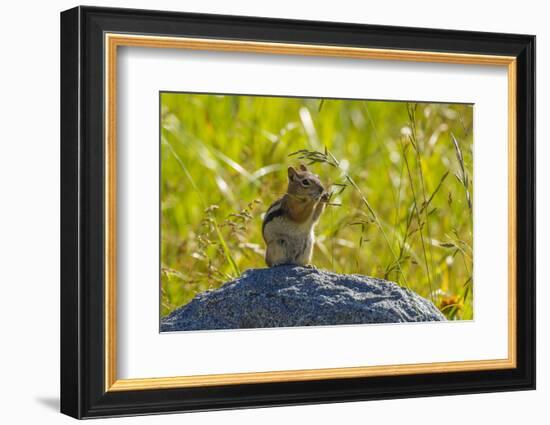 USA, Colorado, Gunnison National Forest. Golden-Mantled Ground Squirrel Eating Grass Seeds-Jaynes Gallery-Framed Photographic Print