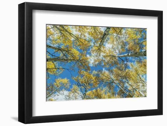 Usa, Colorado, Gunnison National Forest, Looking up in an Autumn Aspen Grove-Rob Tilley-Framed Photographic Print