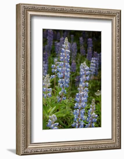 USA, Colorado, Gunnison National Forest. Lupine flowers in San Juan Mountains.-Jaynes Gallery-Framed Photographic Print