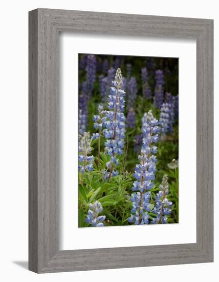 USA, Colorado, Gunnison National Forest. Lupine flowers in San Juan Mountains.-Jaynes Gallery-Framed Photographic Print