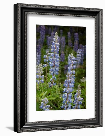 USA, Colorado, Gunnison National Forest. Lupine flowers in San Juan Mountains.-Jaynes Gallery-Framed Photographic Print