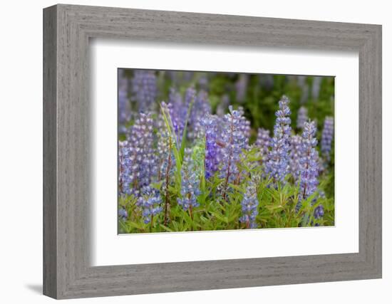 USA, Colorado, Gunnison National Forest. Lupine flowers in San Juan Mountains.-Jaynes Gallery-Framed Photographic Print