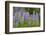 USA, Colorado, Gunnison National Forest. Lupine flowers in San Juan Mountains.-Jaynes Gallery-Framed Photographic Print