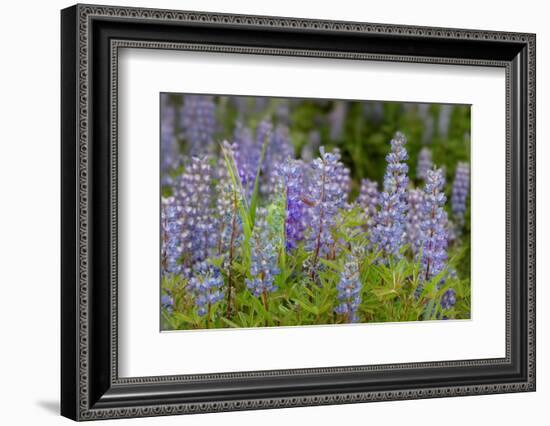 USA, Colorado, Gunnison National Forest. Lupine flowers in San Juan Mountains.-Jaynes Gallery-Framed Photographic Print