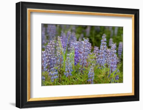 USA, Colorado, Gunnison National Forest. Lupine flowers in San Juan Mountains.-Jaynes Gallery-Framed Photographic Print