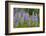 USA, Colorado, Gunnison National Forest. Lupine flowers in San Juan Mountains.-Jaynes Gallery-Framed Photographic Print