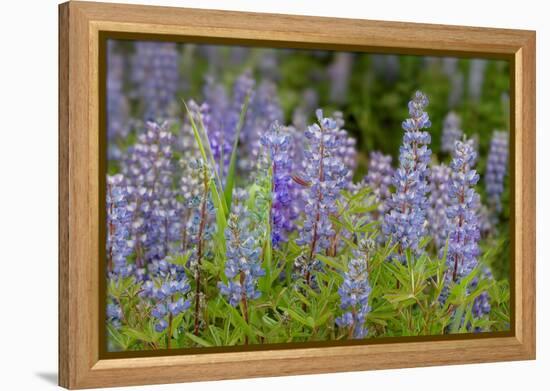 USA, Colorado, Gunnison National Forest. Lupine flowers in San Juan Mountains.-Jaynes Gallery-Framed Premier Image Canvas