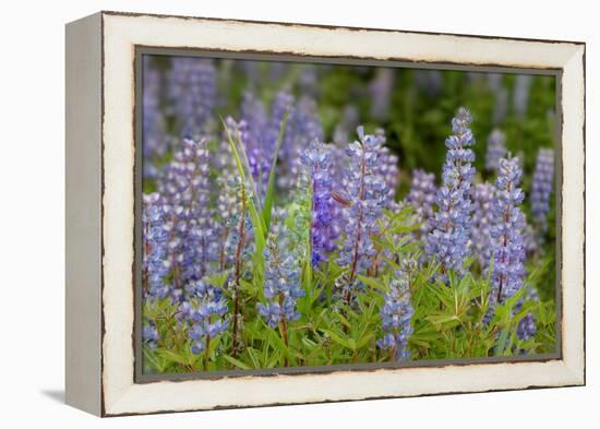 USA, Colorado, Gunnison National Forest. Lupine flowers in San Juan Mountains.-Jaynes Gallery-Framed Premier Image Canvas