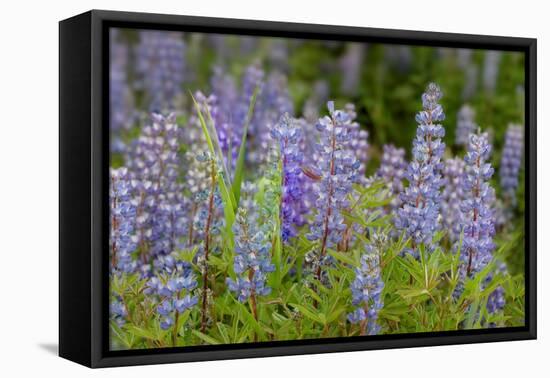 USA, Colorado, Gunnison National Forest. Lupine flowers in San Juan Mountains.-Jaynes Gallery-Framed Premier Image Canvas