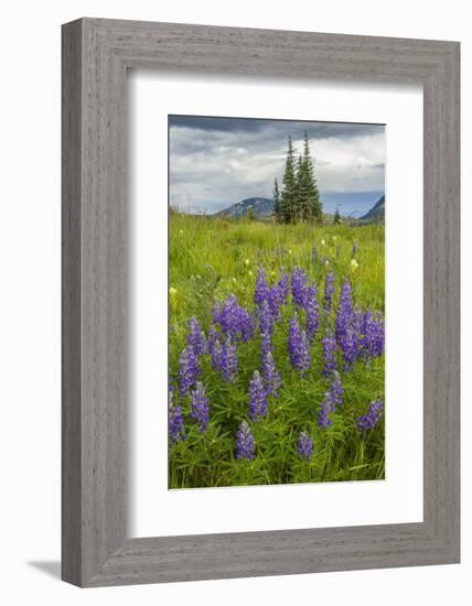 USA, Colorado, Gunnison National Forest. Lupine in Mountain Meadow-Jaynes Gallery-Framed Photographic Print