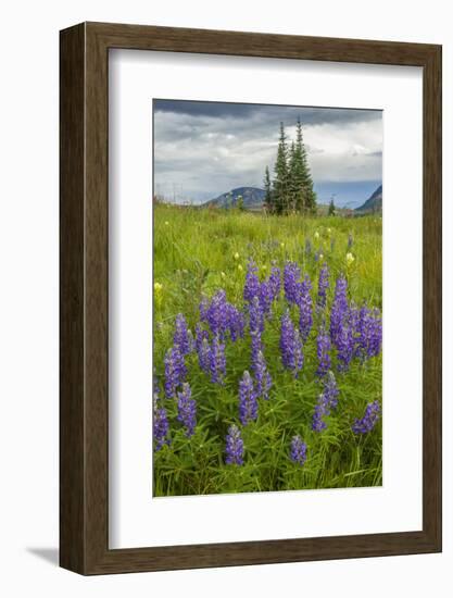 USA, Colorado, Gunnison National Forest. Lupine in Mountain Meadow-Jaynes Gallery-Framed Photographic Print