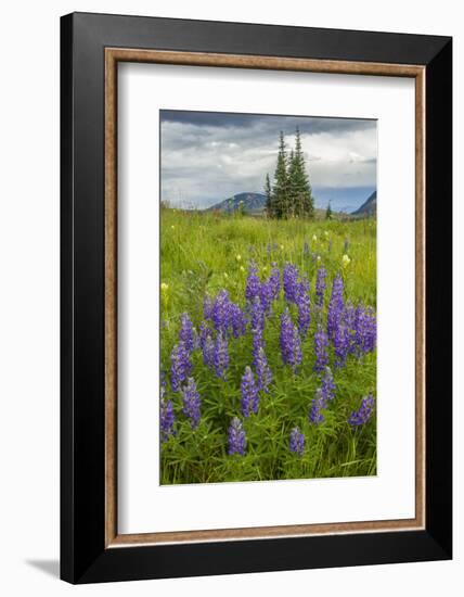 USA, Colorado, Gunnison National Forest. Lupine in Mountain Meadow-Jaynes Gallery-Framed Photographic Print