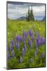 USA, Colorado, Gunnison National Forest. Lupine in Mountain Meadow-Jaynes Gallery-Mounted Photographic Print