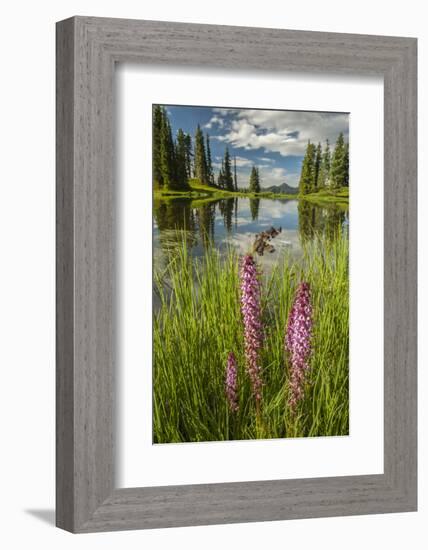 USA, Colorado, Gunnison National Forest. Paradise Divide and Pond Reflection-Jaynes Gallery-Framed Photographic Print