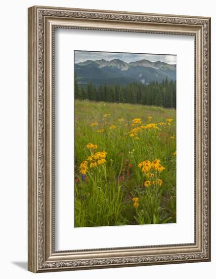 USA, Colorado, Gunnison National Forest. Sneezeweed Blossoms in Mountain Meadow-Jaynes Gallery-Framed Photographic Print