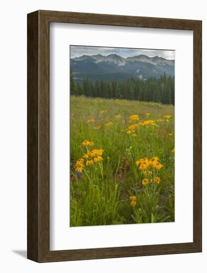 USA, Colorado, Gunnison National Forest. Sneezeweed Blossoms in Mountain Meadow-Jaynes Gallery-Framed Photographic Print