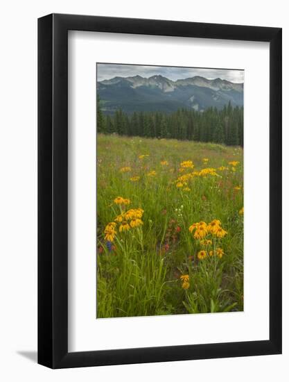 USA, Colorado, Gunnison National Forest. Sneezeweed Blossoms in Mountain Meadow-Jaynes Gallery-Framed Photographic Print