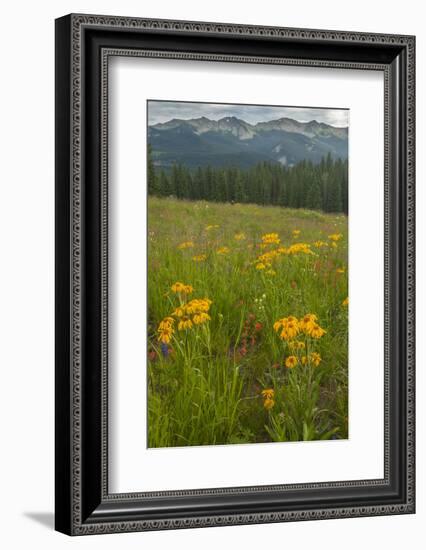 USA, Colorado, Gunnison National Forest. Sneezeweed Blossoms in Mountain Meadow-Jaynes Gallery-Framed Photographic Print