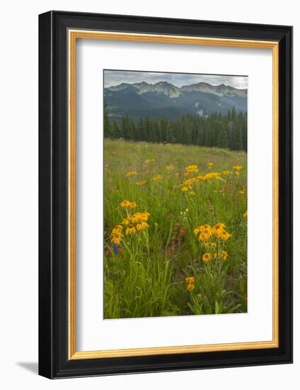 USA, Colorado, Gunnison National Forest. Sneezeweed Blossoms in Mountain Meadow-Jaynes Gallery-Framed Photographic Print