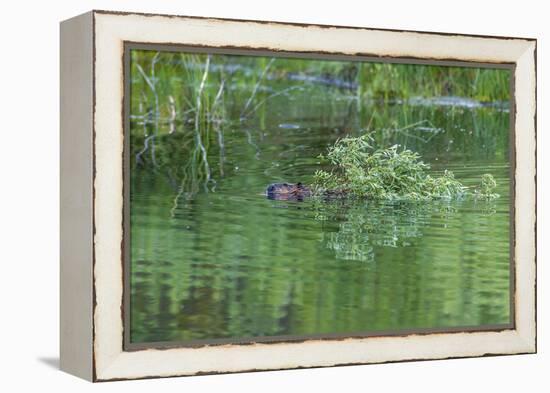 USA, Colorado, Gunnison National Forest. Wild Beaver Bringing Willows Back to Lodge-Jaynes Gallery-Framed Premier Image Canvas