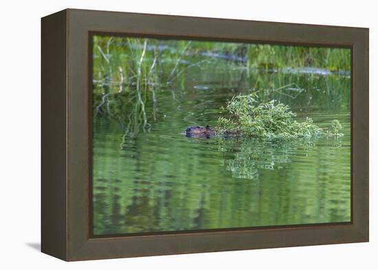 USA, Colorado, Gunnison National Forest. Wild Beaver Bringing Willows Back to Lodge-Jaynes Gallery-Framed Premier Image Canvas